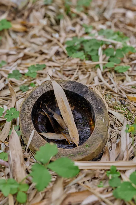 Bowl with stagnant water and bamboo leaf debris on forest ground surrounded by small green plant growth and dry leaves, closeup nature scene with earthy texture and decay.