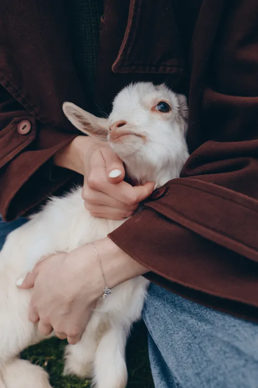 Wholesome outdoor moment with a human holding a goat kid, an animal lifestyle scene, the person cradling the kid with affection, natural light, soft clothing, calm rural vibe