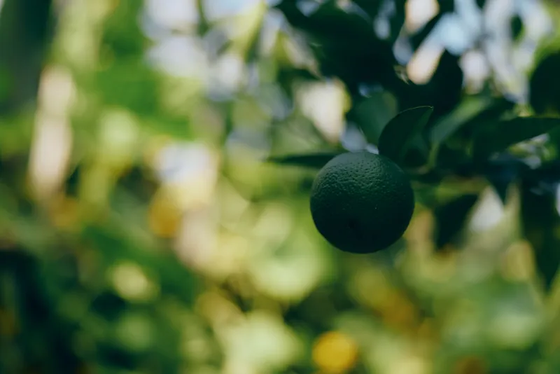 A close shot of a single lime hanging from a tree branch with blurred green foliage in the background.