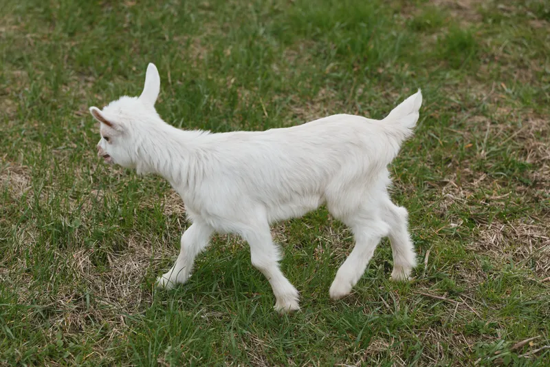Goat kid walks across a grassy field in bright daylight, capturing a candid rustic lifestyle moment, the playful animal exploring nature under an open sky and fresh air.