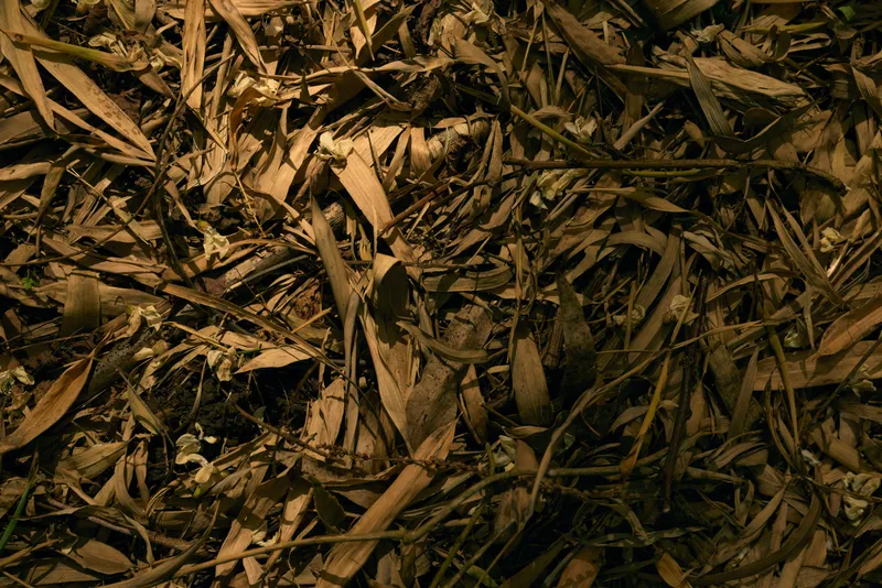 Leaves mulch forest dried foliage brown texture ground in closeup photo of layered leaf debris and twigs, natural organic composting scene on woodland floor highlighting decay patterns and shadows.