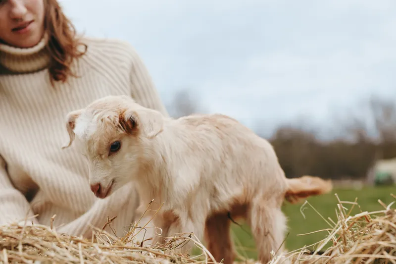 Cheerful woman outdoors with a curious goat kid on straw, sunlit moment, cozy sweater, candid nature scene, gentle interaction, rustic charm, lush greenery in the background