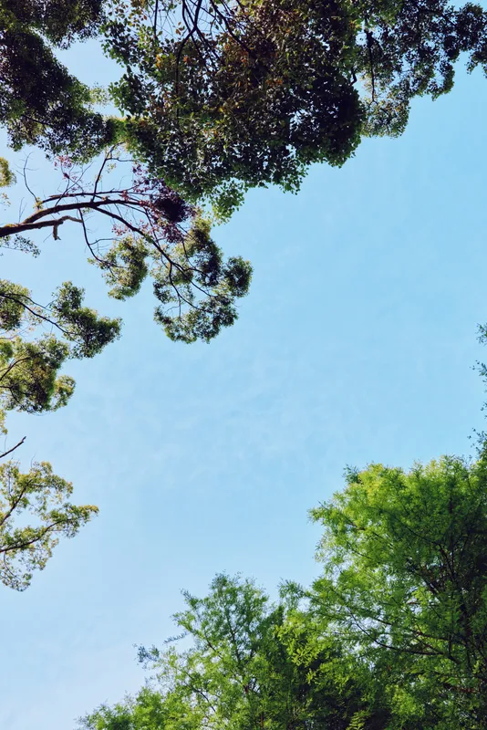 Trees, sky, foliage, canopy, treetops, leaves, forest, branches framing clear blue sky in upward view, green leafy canopy with sunlight and tranquil natural background for outdoor scene