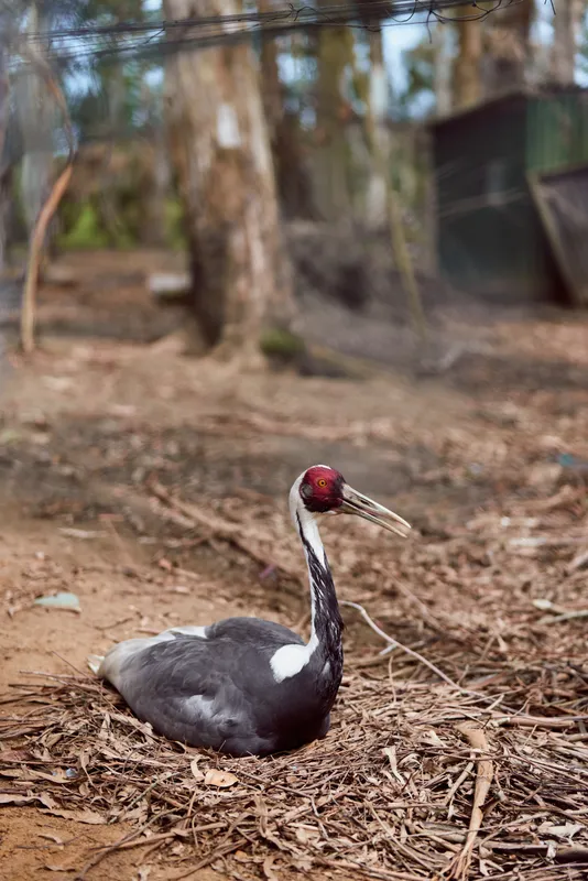 Bird crane sitting on nest in forest floor, wildlife scene with long beak and redhead plumage, ground resting adult bird among dry leaves and branches in natural habitat.