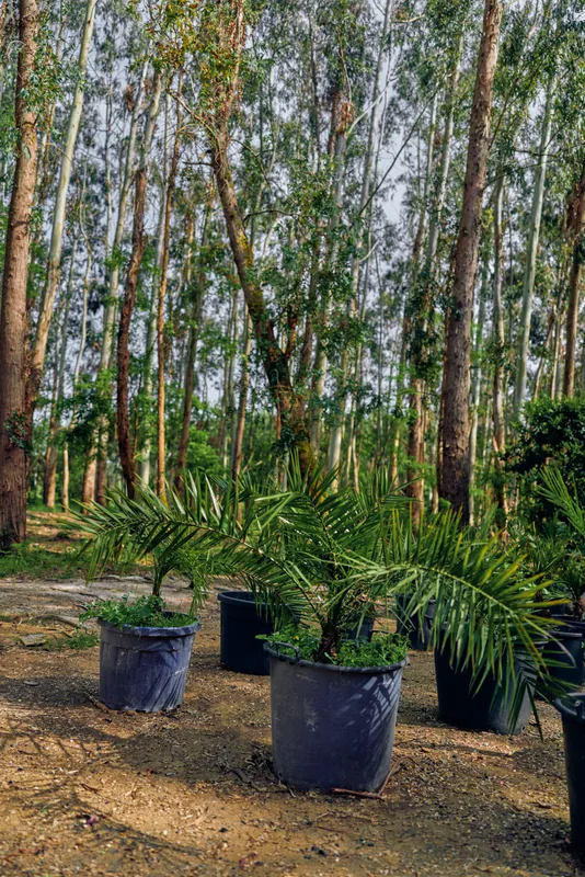 Potted palm seedlings in nursery pots and containers on dirt ground, young plants and pots among tall trees in a forest nursery setting for landscaping and garden stock.