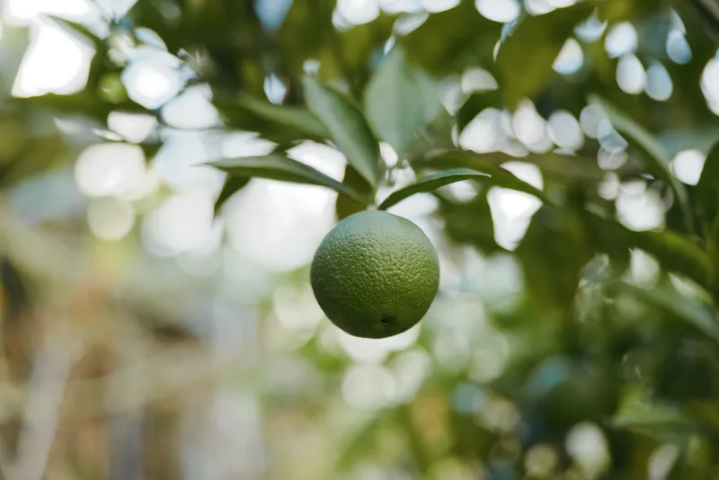 Green citrus fruit, lime on branch, citrus tree, unripe orange, green fruit, hanging fruit — closeup of a single citrus on a leafy backyard tree with soft morning light and shallow depth.