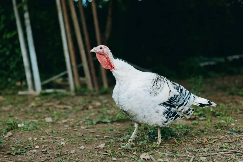 Turkey, white turkey, walking, farm bird, adult turkey, rural yard: adult white turkey walking alert on dirt and grass in a rustic farm yard, natural light, detailed feather texture, outdoor animal.