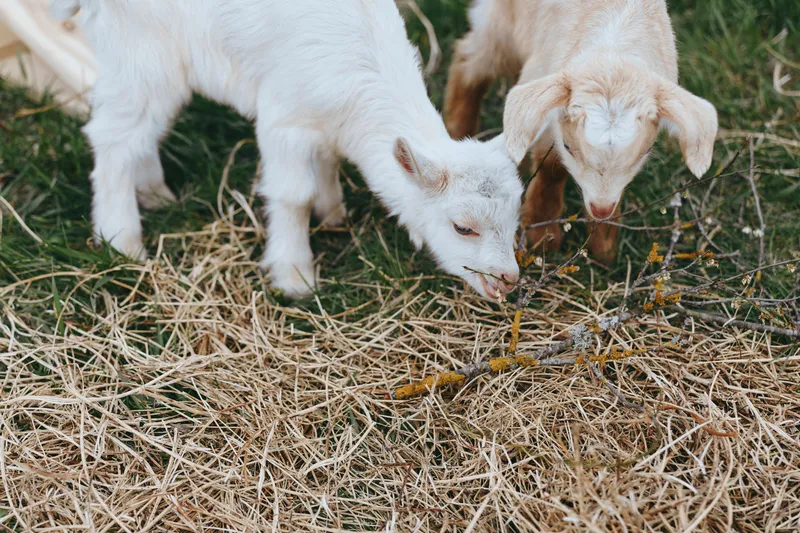 Goat kid lifestyle moment outdoors, two playful goats nibbling straw in a sunlit yard, rustic grass and twigs, relaxed vibe, natural colors, candid farm scene, simple and wholesome
