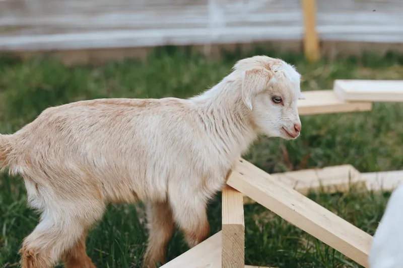 Goat, kid, animal, farm, outdoors, countryside, nature, wooden, fence, curious goat kid stands beside a wooden frame in a green field, sunlight highlights fur, creating a calm rustic rural mood