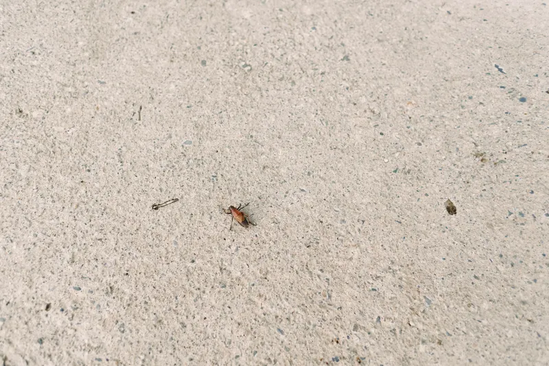 Insect ant dead on concrete floor closeup, small brown bug on textured beige surface, macro detail and shadow with isolated minimalist composition and natural outdoor pavement scene