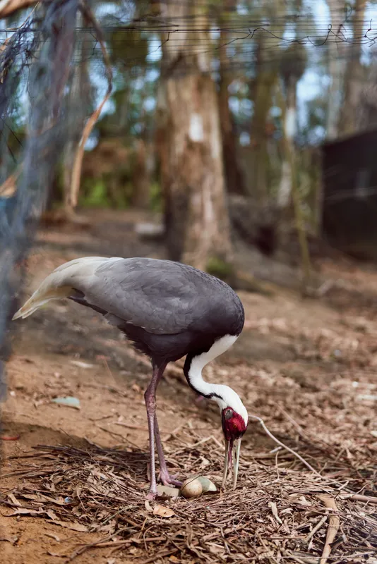 Crane bird tending nest with eggs, adult incubation behavior in a wildlife nature scene on forest floor. Closeup of parental care and grounded wading bird in natural habitat.