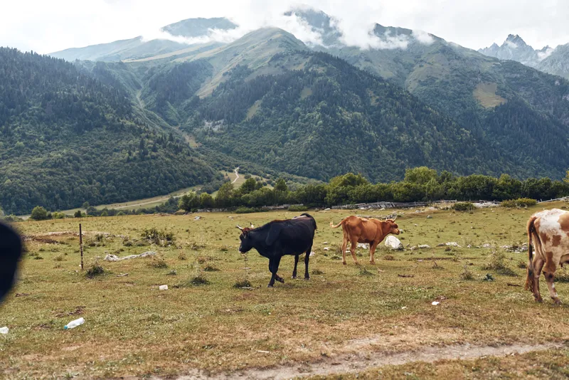 Cows grazing in alpine meadow with mountains in background, pastoral pasture scene with rolling hills and rustic landscape, authenticity inclusivity rural livestock.