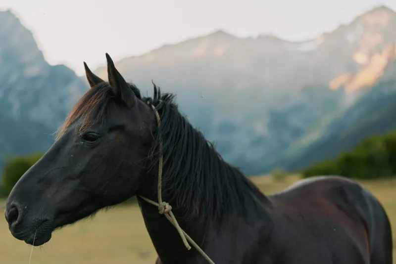 A graceful dark horse stands in a grassy field with distant mountains under soft light, presenting a calm, natural mood and a serene rural scene.