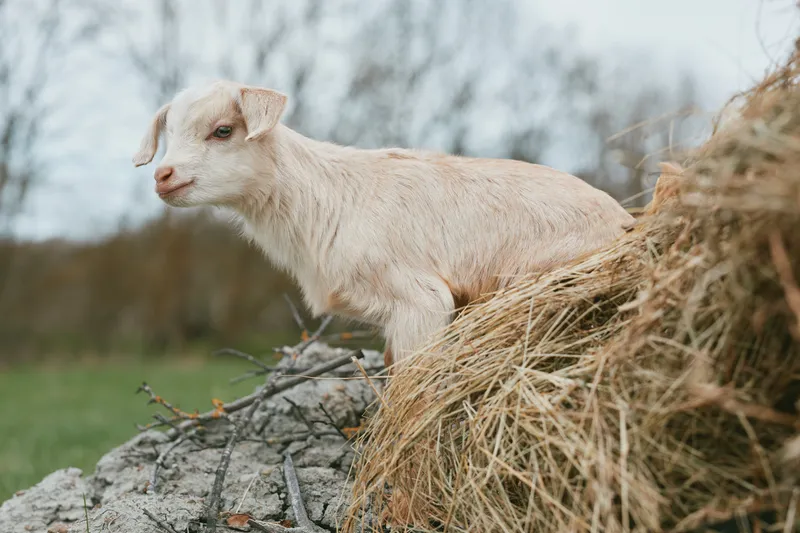 A young goat stands atop a hay bale in a rural yard, gazing outward with curiosity. A simple lifestyle scene highlighting farm life, animal care, and countryside charm.