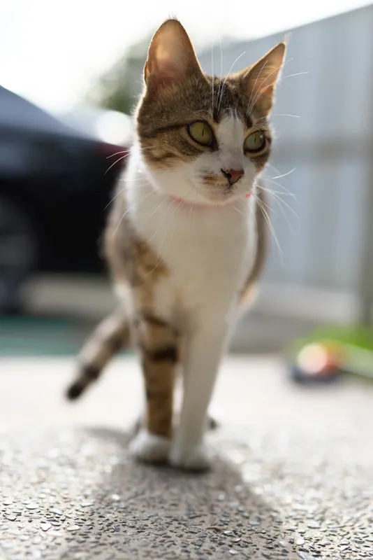Curious tabby cat walks toward the camera on a sunlit patio, its brown and white fur glowing, eyes alert, creating a warm natural moment.