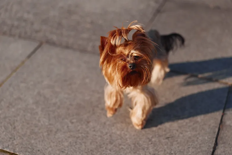 A small Yorkshire Terrier dog walks on a sunlit concrete pavement with its fur blowing gently in the breeze, showcasing its lively and curious nature outdoors.