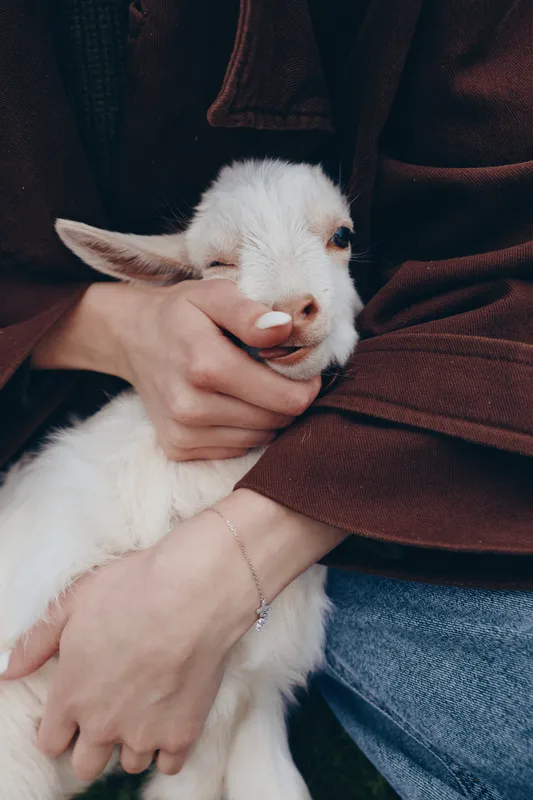Goat kid is gently cradled by hands in a warm jacket, capturing a tender moment of affection and bonding in a casual lifestyle scene, showcasing care between human and animal.