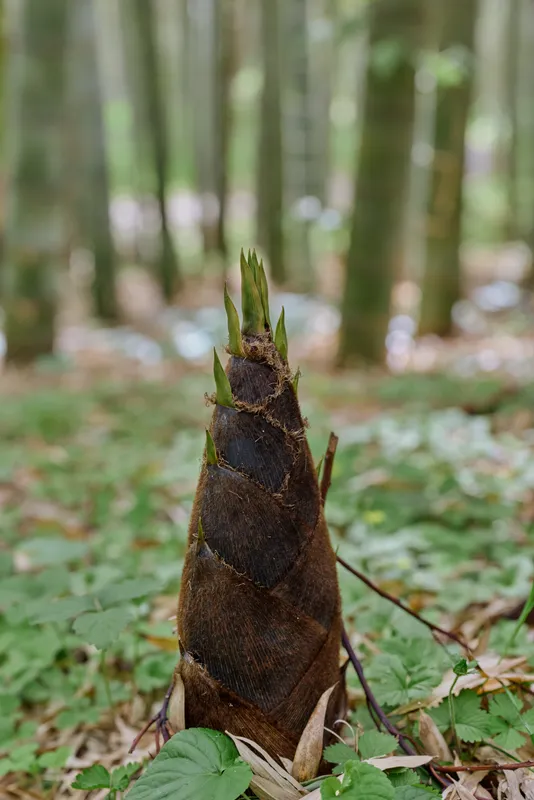Bamboo shoot sprout emerging from forest floor, closeup of a young bamboo plant with fresh green leaves and moss, natural growth and texture in a tranquil woodland setting.