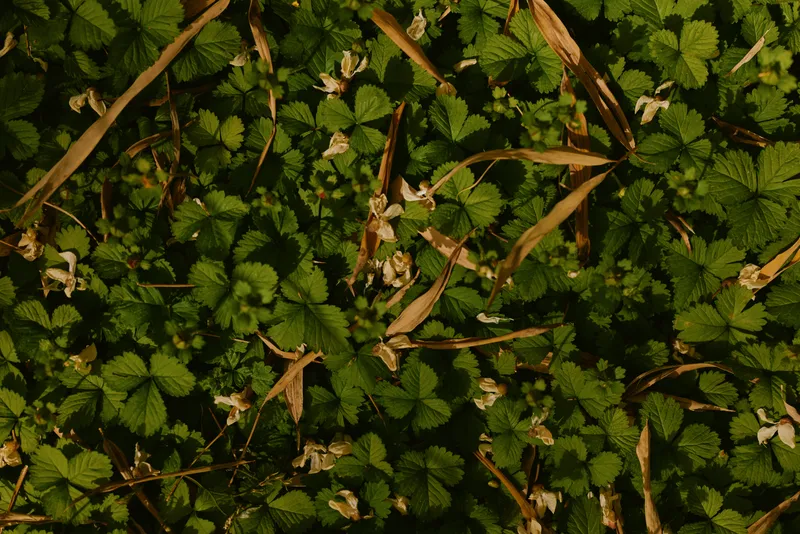 Strawberry leaves flowers groundcover green foliage plants nature wild meadow grass closeup of low woodland undergrowth with small white petals, stems and textured leaf pattern.