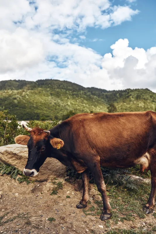 cow rural landscape pasture mountain sky grazing animal near dirt path with green hills and clouds