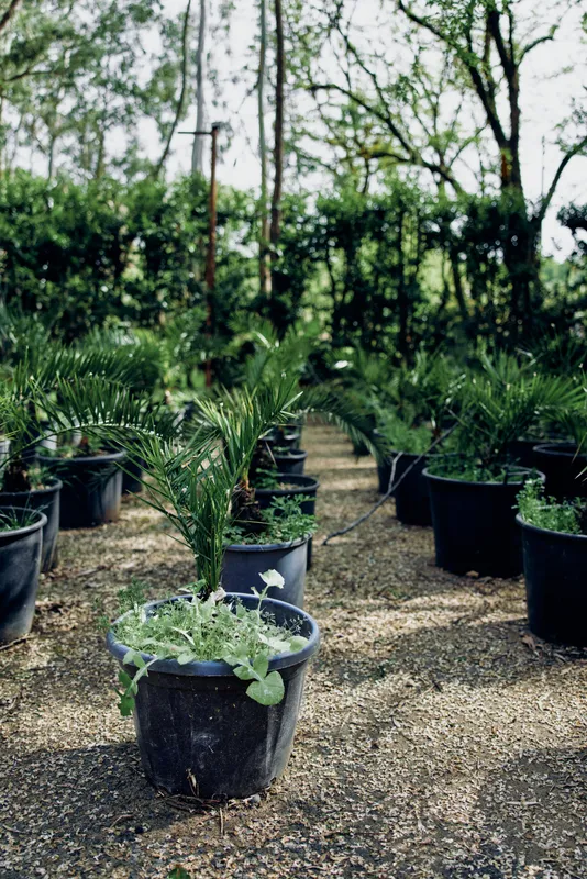 Plants in pots nursery seedlings palm greenhouse gardening saplings arranged on gravel paths, young palms in black containers at a plant nursery for cultivation.