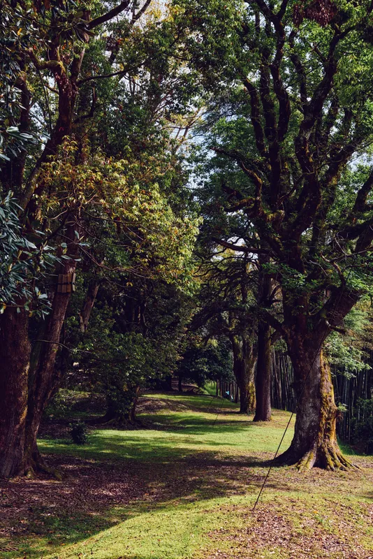 Trees, forest, path, park, nature, sunlight, foliage, landscape: Tree-lined park pathway with dappled sunlight, green grass and dense leafy canopy creating a peaceful natural trail scene.