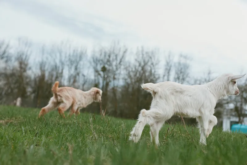 Goat kid pasture grass animal nature outdoor rural scene with grazing goats across a meadow, capturing peaceful countryside life and gentle motion under bright daylight.