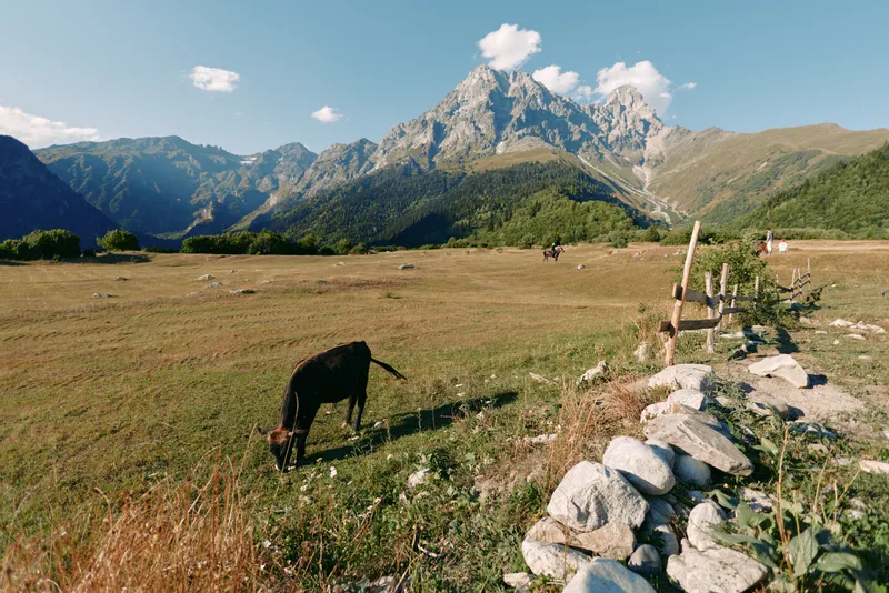 Mountain meadow with grazing cow in alpine pasture near stone fence and rocks, wide valley under blue sky. Scenic rural landscape, summer grassland and peaceful countryside view