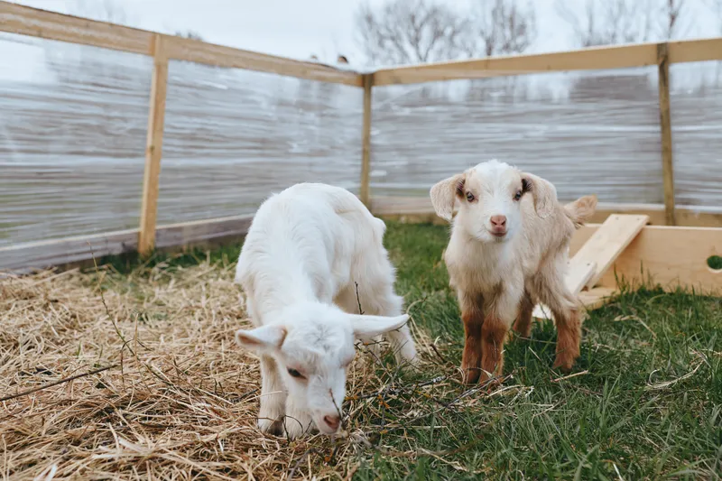 Goat, kid in a wooden pen nibble straw, outdoor farm setting, calm rustic scene with two young animals, gentle light and simple grazing moment on a rural farm