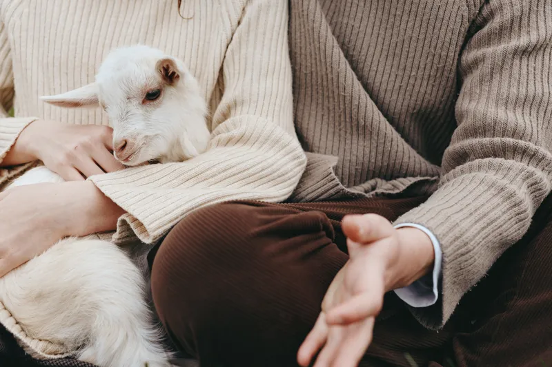 goat kid animal family cuddle texture connection calm lifestyle with warm knit sweaters, gentle light highlights intimate moment, cozy mood, rustic vibe, natural colors, relaxed interaction, everyday