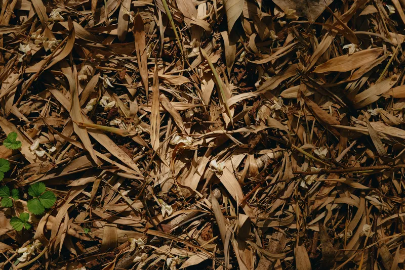 Leaves dry mulch on forest ground with brown foliage and scattered leaf litter, closeup texture of floor and soil showing autumn decay, organic compost detail and earthy nature background.