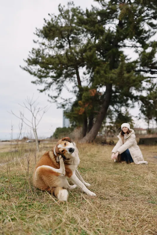 Dog in the park enjoying outdoor play while a woman watches distant trees and grass frame a lively scene of fetch nature and everyday happiness in fresh air