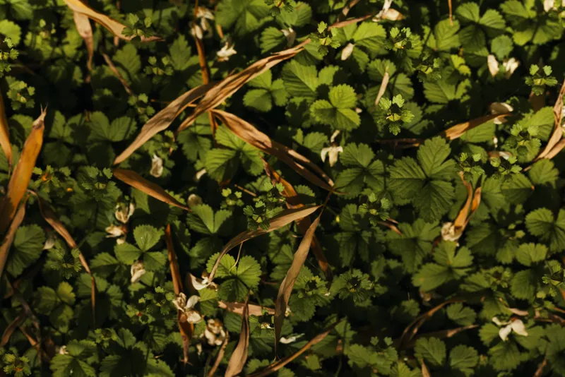 Strawberry leaves and wild flowers cover forest floor as dense green groundcover, closeup foliage texture with dried grass and sunlight for nature, botany and seasonal detail