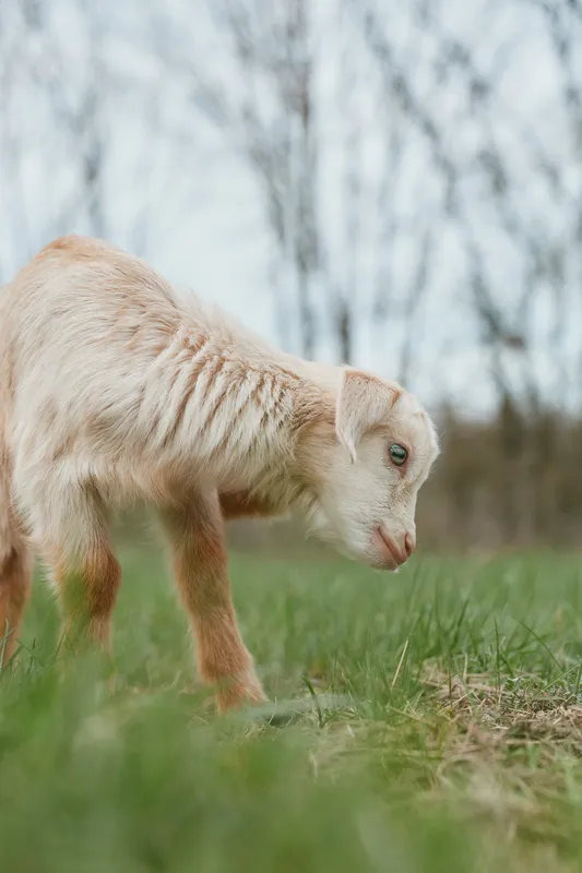 Goat kid in a sunlit field, curious posture, soft grass underfoot, light fur, natural colors, outdoor scene, tranquil countryside vibe, candid animal moment