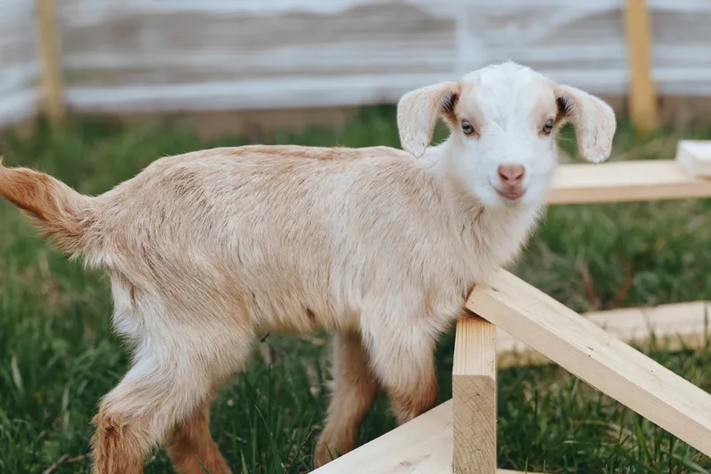 A curious goat kid stands near a wooden fence in a sunny yard, gazing at the camera with a gentle expression. A simple farm scene conveying rural life, innocence, and outdoor companionship.