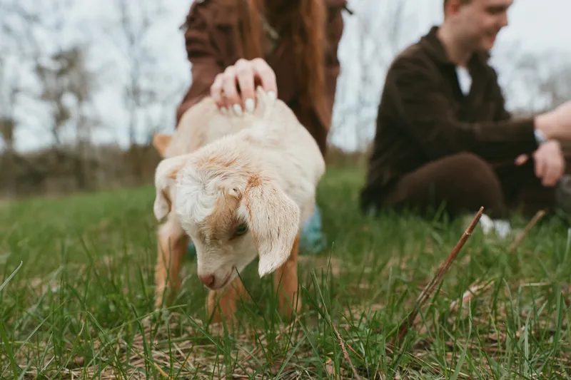 A goat kid walks slowly in a grassy field as a family gently strokes its back, capturing a candid lifestyle moment focused on bond, care, and outdoor nature in a bright setting.