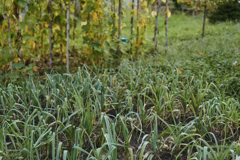 Vegetable garden with green plants and garlic bed in a backyard farm, dew covered early morning rows and vine trellis, organic soil, closeup of growing shoots in rural garden.