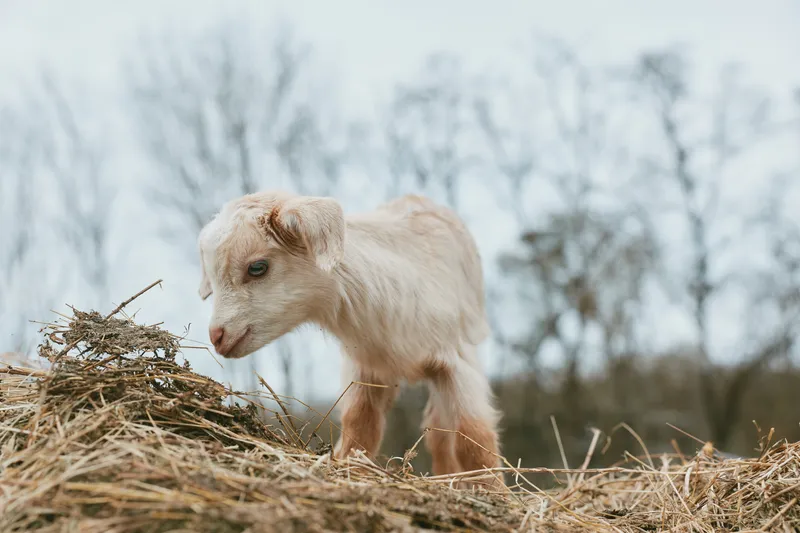 Young goat kid explores a straw pile in a rural field, curious and playful, with bare trees in the background, highlighting rustic farm life and simple outdoor moments
