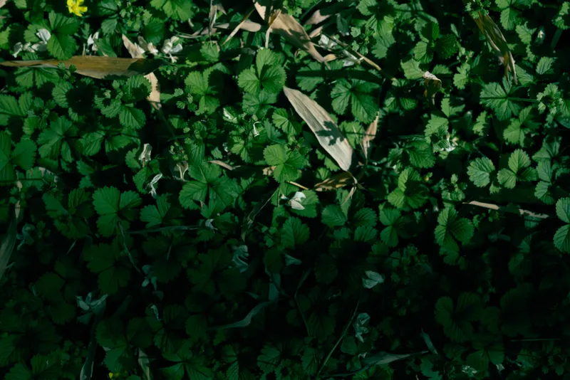 clover leaves groundcover green foliage nature plants grass in a shaded closeup, dense low vegetation carpet with dry blades and dappled sunlight creating texture and natural pattern.