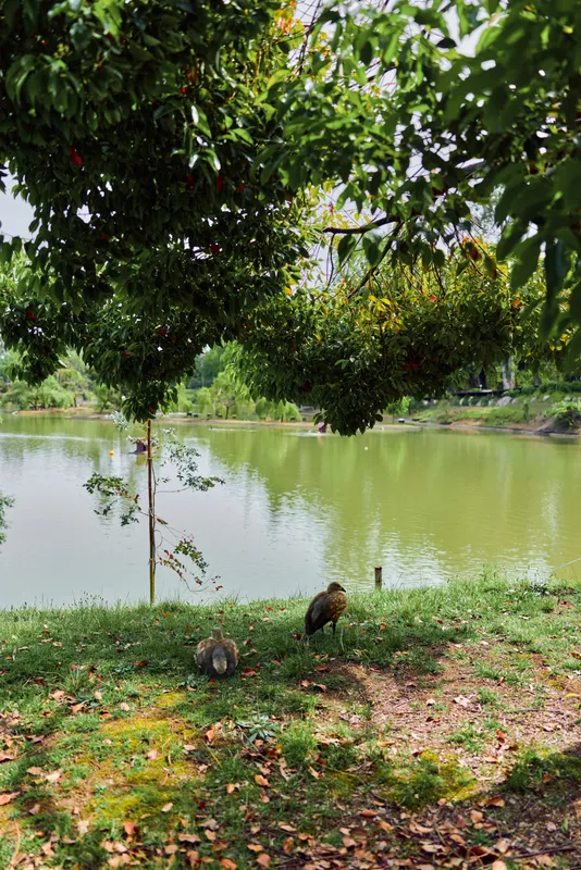 Lake view with trees and birds by grassy pond shore, calm green water and leafy canopy. Two ground birds forage on mossy grass under overhanging branches near tranquil waters.