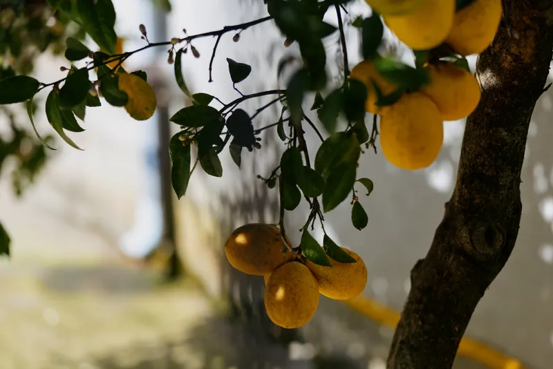 Bright outdoor scene featuring a lemon tree with ripe fruit hanging from branches, sunlit leaves create a warm, fresh mood, showcasing home grown produce and simple summer moments.