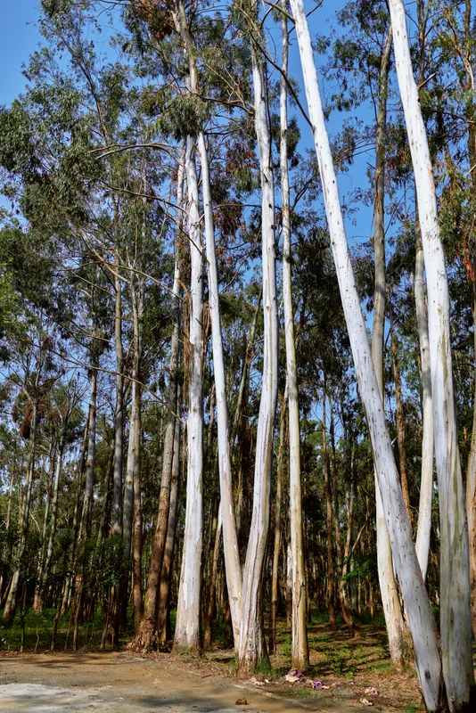Eucalyptus trees forest trunks and bark in woodland nature scene with tall canopy and clear blue sky, sunlight filtering through leaves along a dirt path in tranquil outdoors.