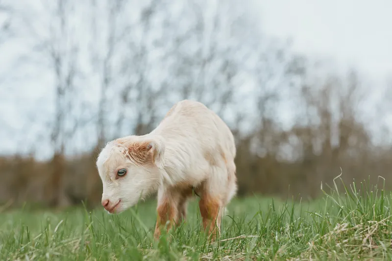Goat kid exploring a sunlit meadow, a small animal in an outdoor scene, enjoying nature and fresh grass in a calm rural pasture beneath a gentle breeze and clear sky