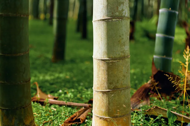 Bamboo trunks in a green forest grove with closeup stems and grass ground cover, nature scene showing textured bamboo bark, vertical lines and soft background depth and sunlight.