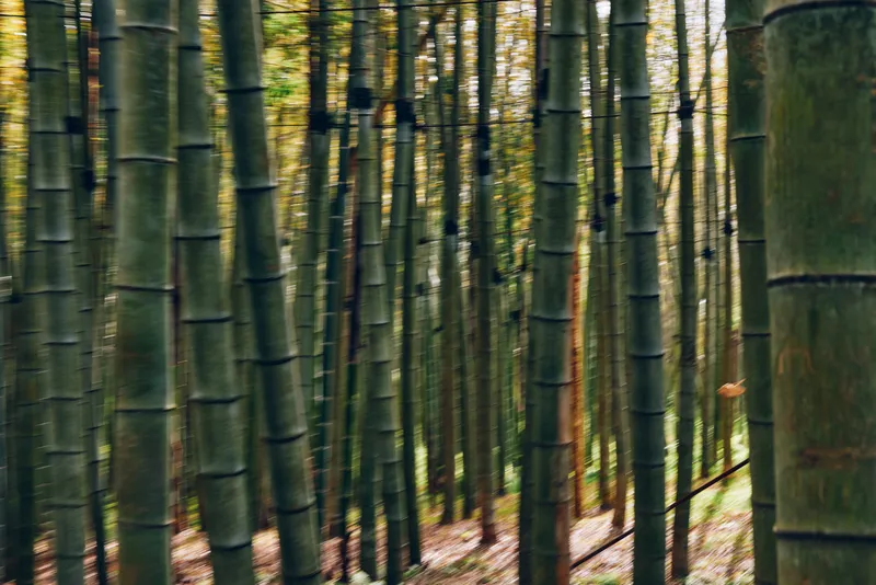 Bamboo forest grove with tall green trunks and slender stalks, sunlight filtering through foliage, peaceful nature scene of trees creating a serene vertical landscape and shaded path.