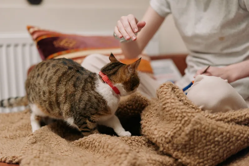 Woman lifestyle indoors with tabby cat on couch cushion covered by beige blanket, hands gently pet and groom the cat, cozy home atmosphere, close shot, calm companionship, soft light