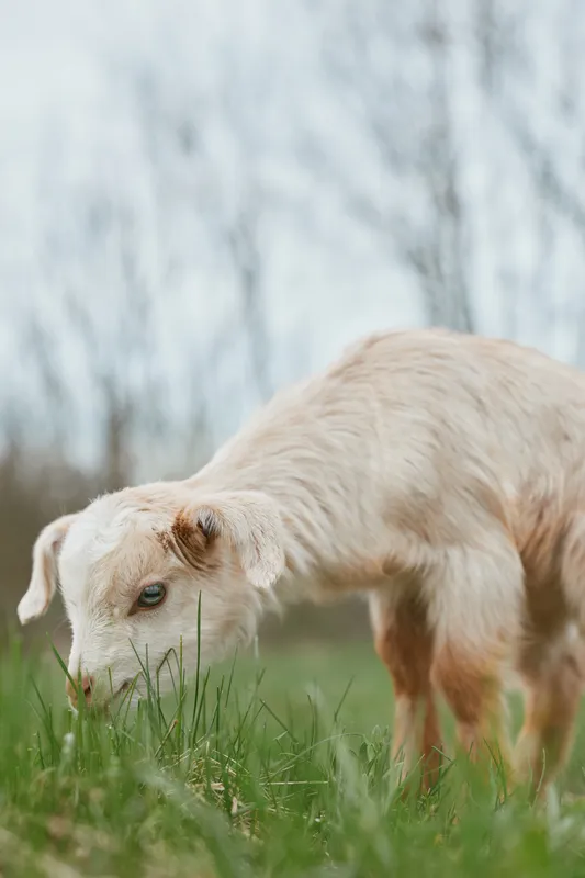 Bright outdoors scene features a light goat grazing on fresh grass, a candid lifestyle moment with calm mood, natural colors and a soft countryside background