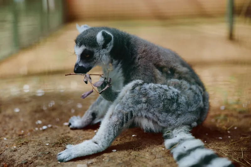 lemur ringtailed primate wildlife mammal baby sitting in zoo enclosure, grooming and resting with striped tail, closeup portrait showing soft fur, curious eyes and natural behavior