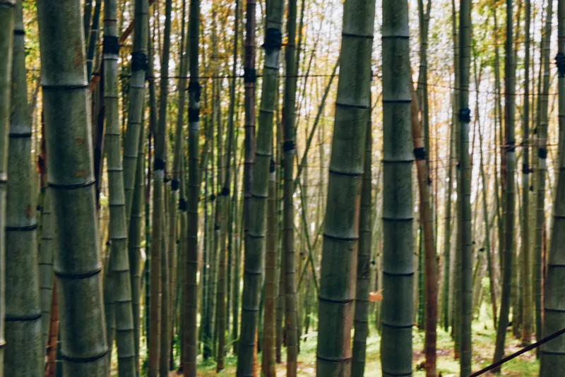 Bamboo forest grove with tall bamboo stalks and vertical trunks amid lush greenery, dense woodland scene with layered shoots and mossy undergrowth, soft dappled light through leaves.