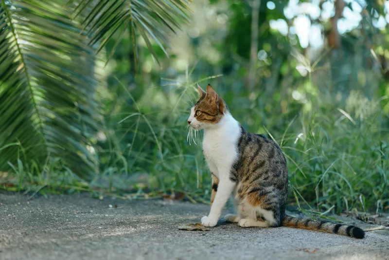 A curious tabby cat sits on a paved path beside lush greenery, sunlight filtering through leaves. The calm moment captures outdoor feline curiosity and serenity.